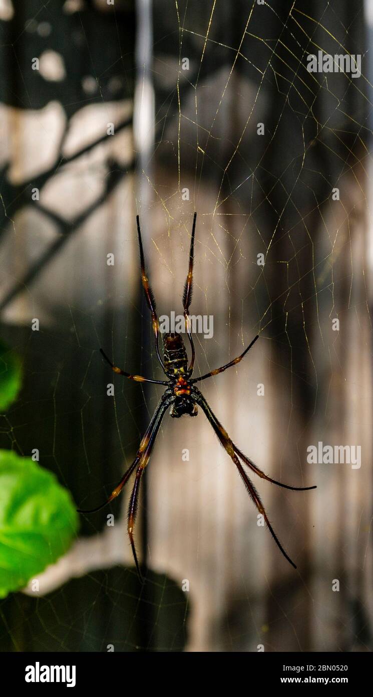 View of a female Golden Orb Web Spider, Nephila plumipes, on a very large and strong vertical web found in Redcliffe, Queensland, Australia Stock Photo