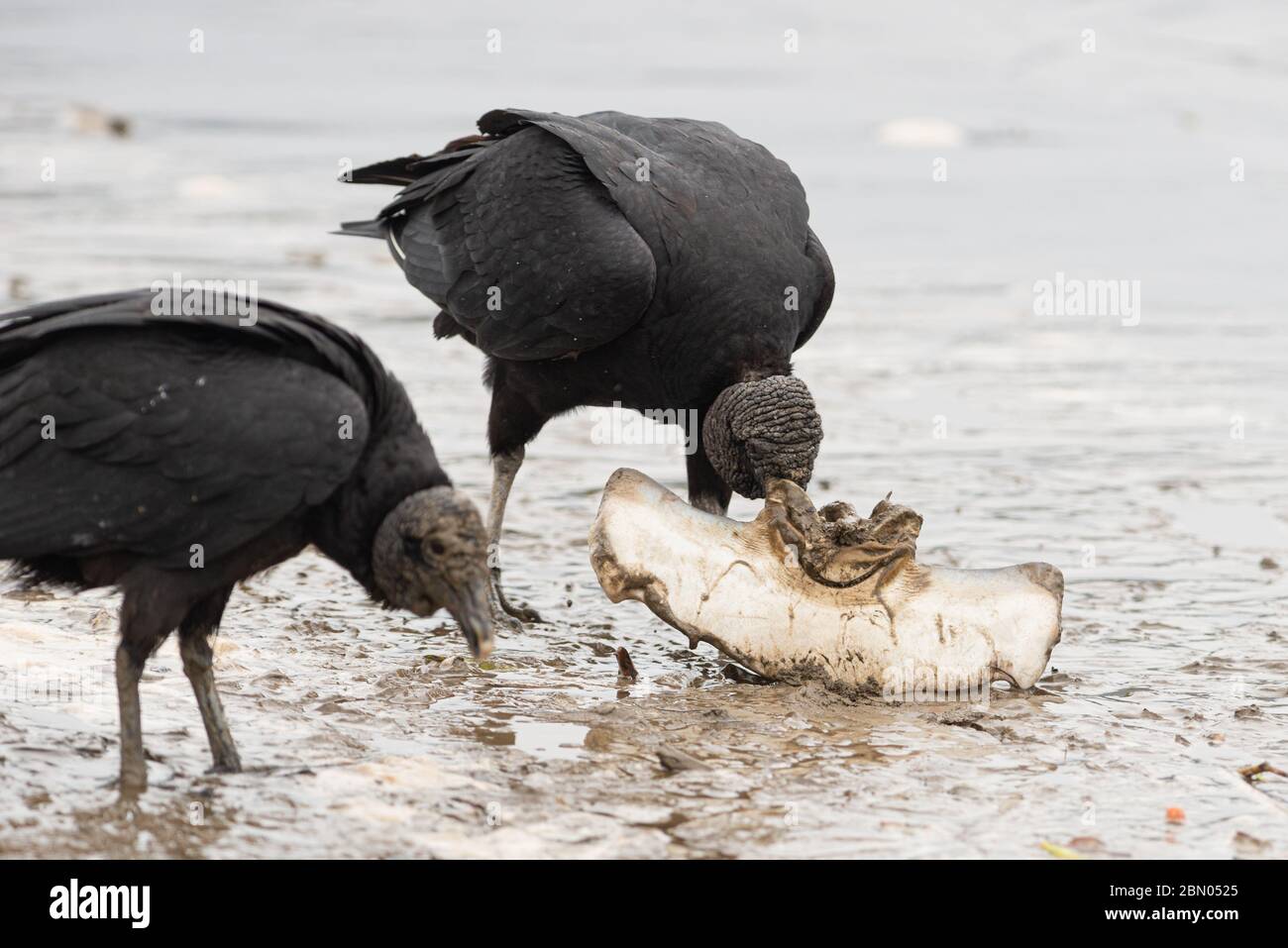 Black Vultures eating the carcass of a Hammerhead Shark caught by commercial fishermen, SE Brazil Stock Photo