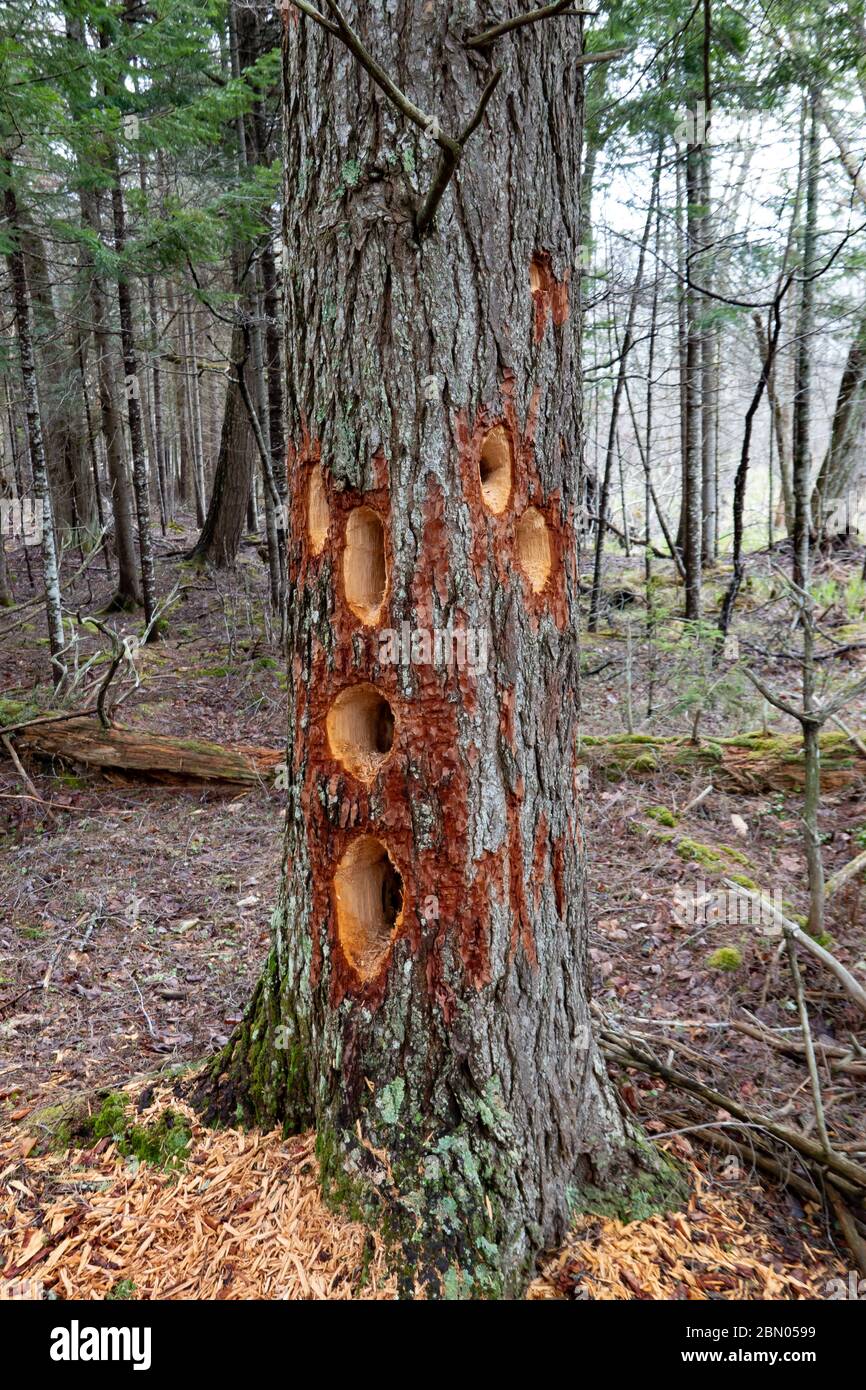 Six large Pileated woodpecker holes in a big old Hemlock tree in the Adirondack Mountains, NY USA forest. Stock Photo