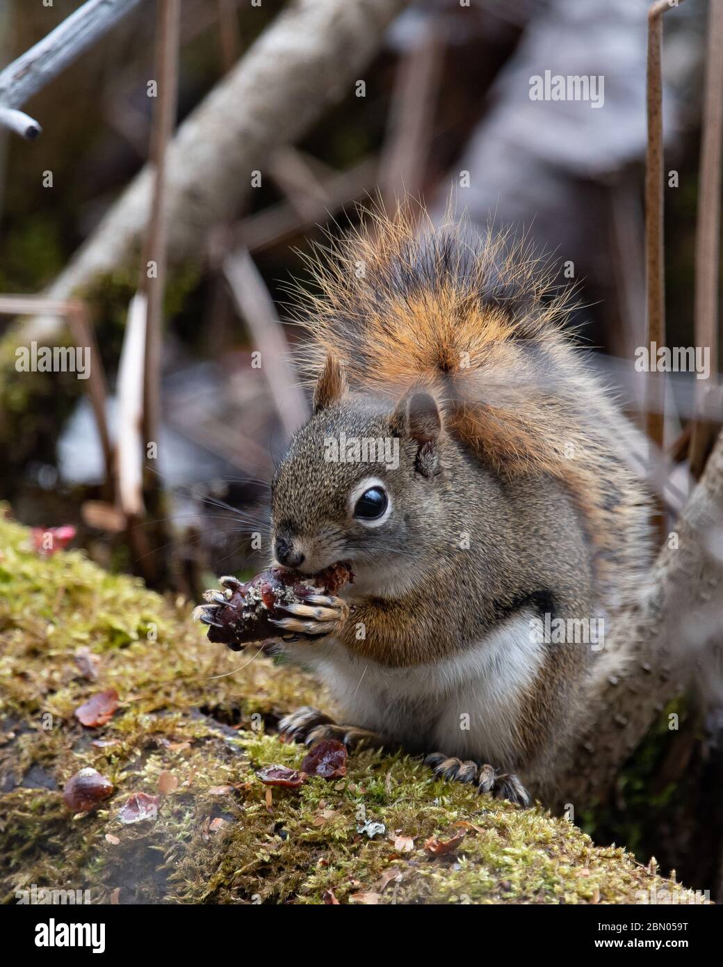 American Red Squirrel Hi-res Stock Photography And Images - Alamy