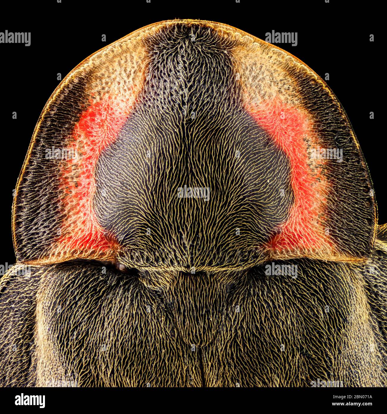 Dorsal view of a Black Firefly Stock Photo