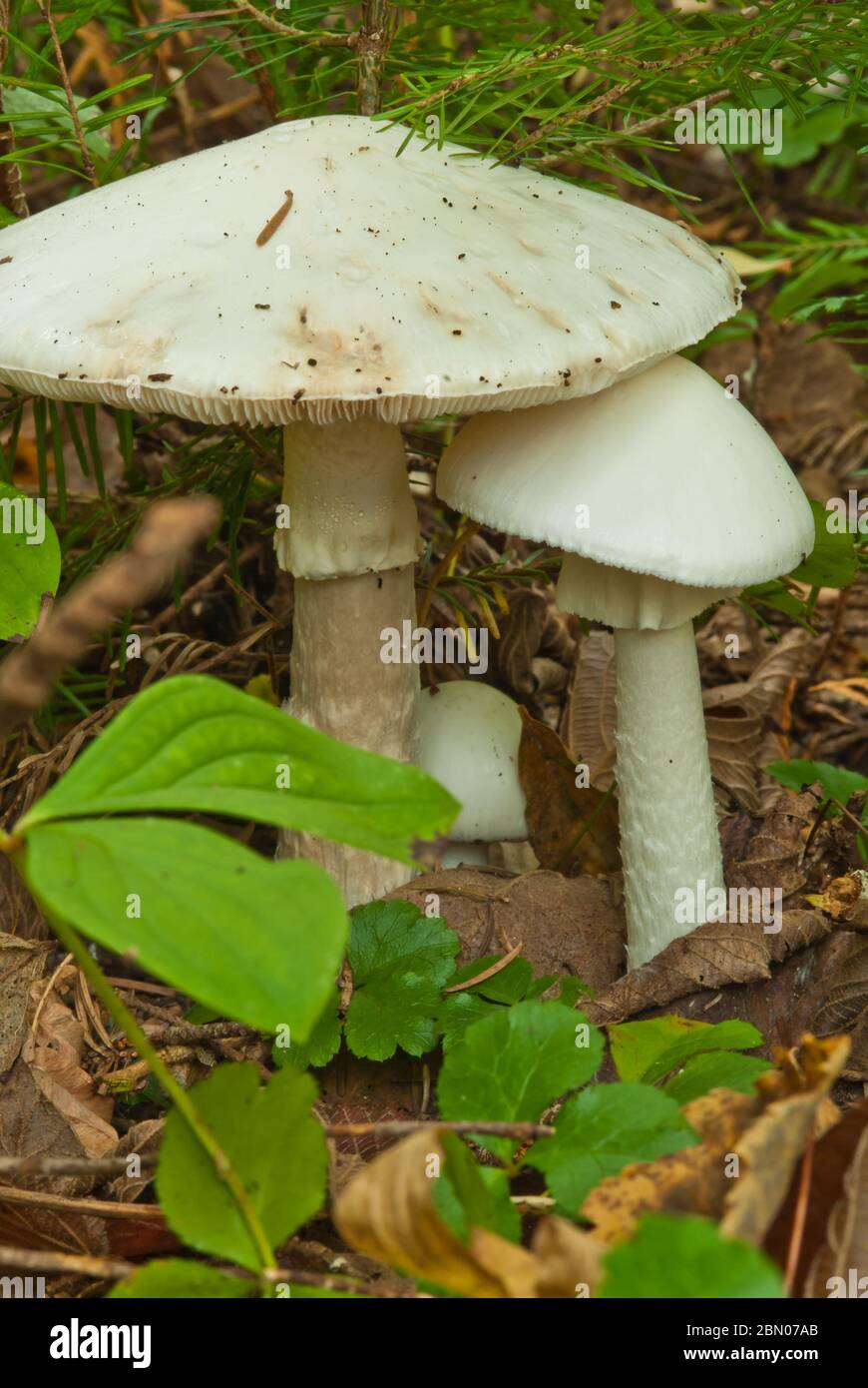 A pair of poisonous destroying angel mushrooms, Amanita virosa, growing in Algonquin Provincial Park in Ontario, Canada Stock Photo