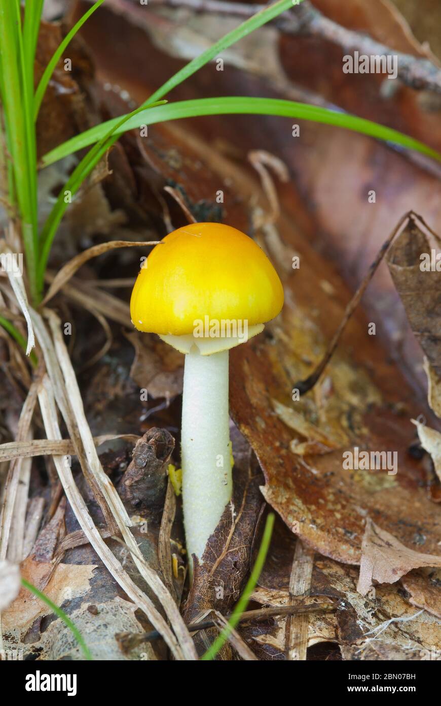 A yellow field mushroom, Bolbitius vitellinus, also known as Bolbitius titubans, growing through the leaf litter in a wooded area in eastern Ontario. Stock Photo