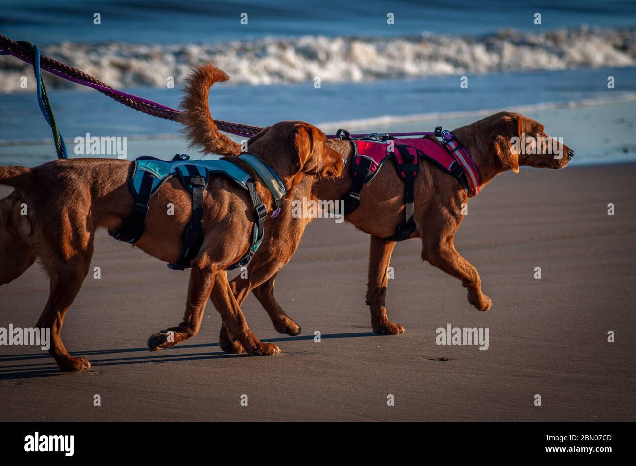 Two domestic Serbian Scent Hound domestic pointer type dogs being taken for a walk on a beach where the low sun reflects their  beautiful red coats. Stock Photo