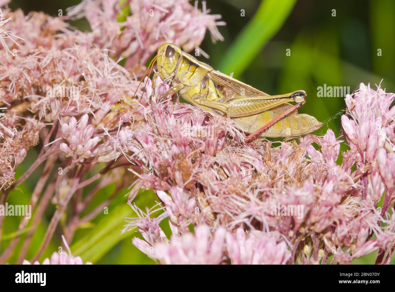A two-striped grasshopper, Melanoplus bivittatus, perched on a joe-pye weed plant, Eutrochium purpureum, in eastern Ontario, Canada. Stock Photo