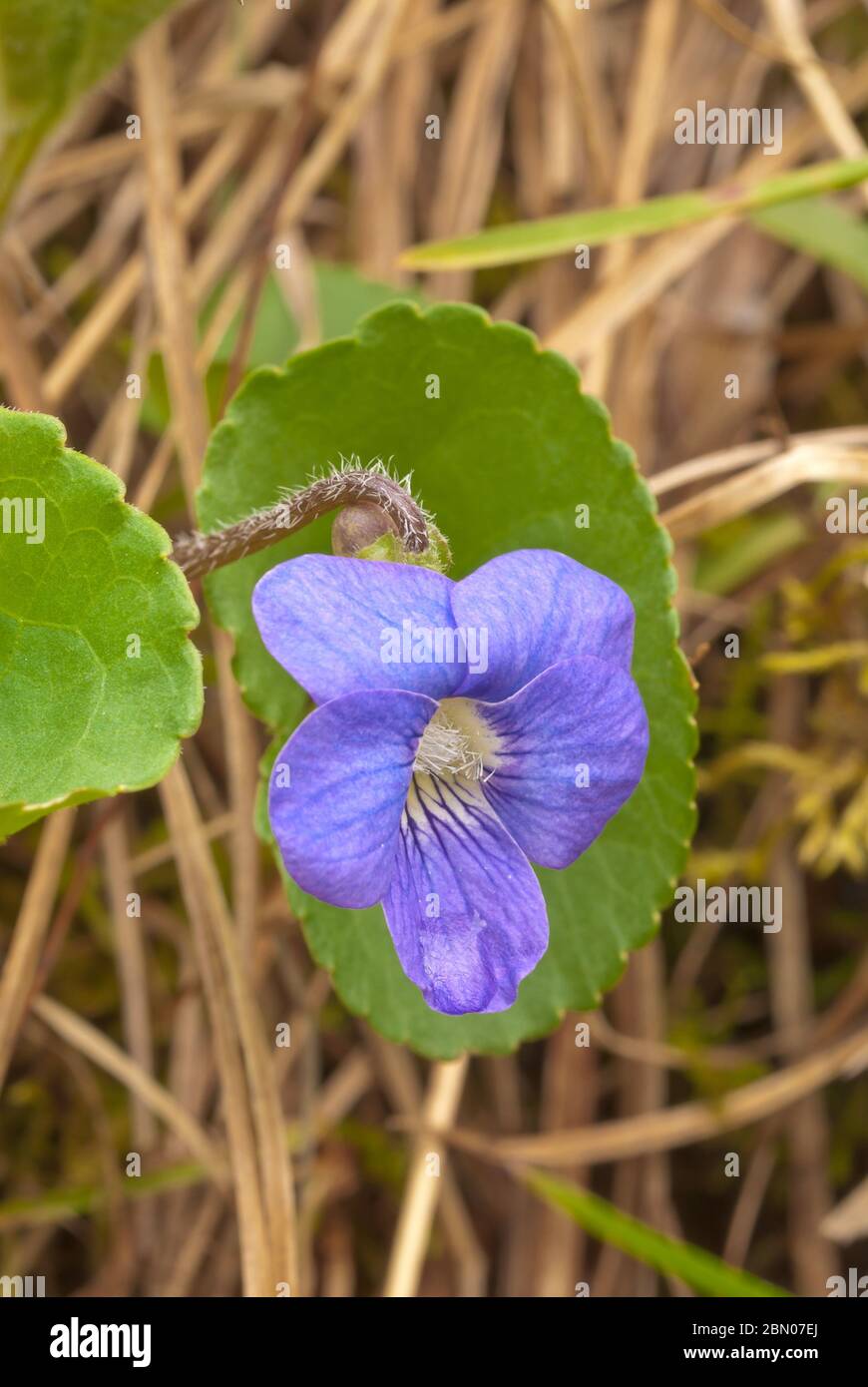 An american dog violet, Viola,conspersa, growing in a woodland area in eastern Ontario, Canada Stock Photo