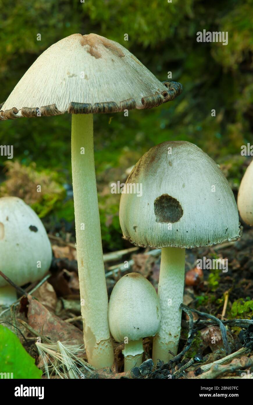 Tippler's bane,Coprinus atramentarius, a common mushroom that should not be consumed with alcohol Stock Photo