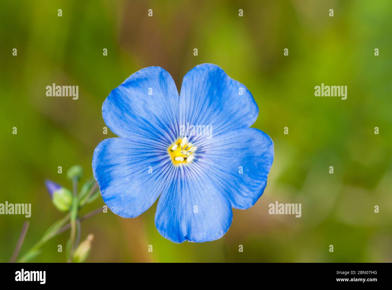 A single wild blue flax flower, Linum perenne, growing in a meadow in central Alberta Canada. Stock Photo