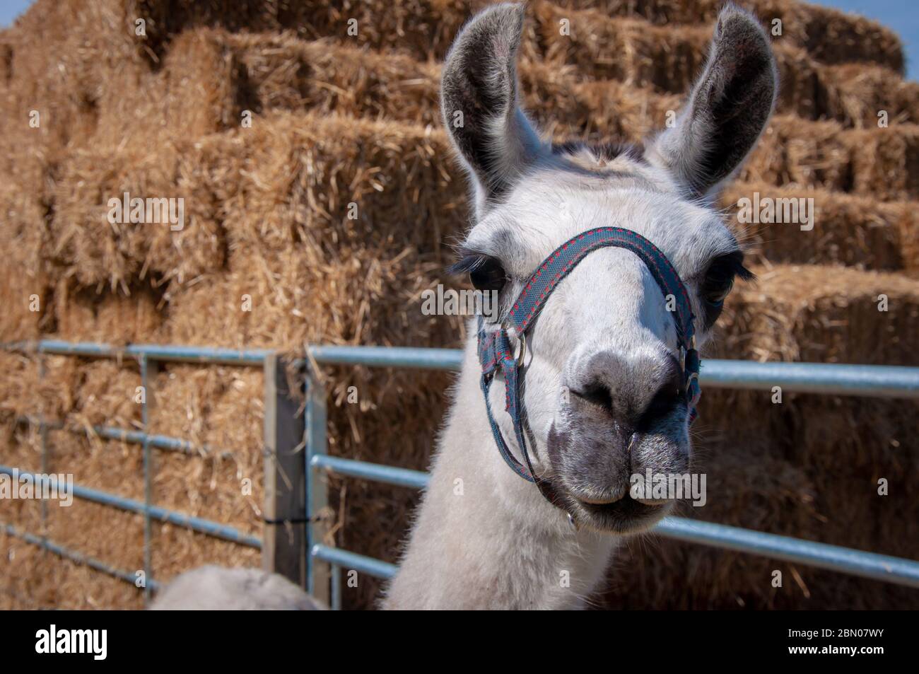 A curious llama with a harness looking straight at camera beside a farm gate with large straw bails in the background Stock Photo