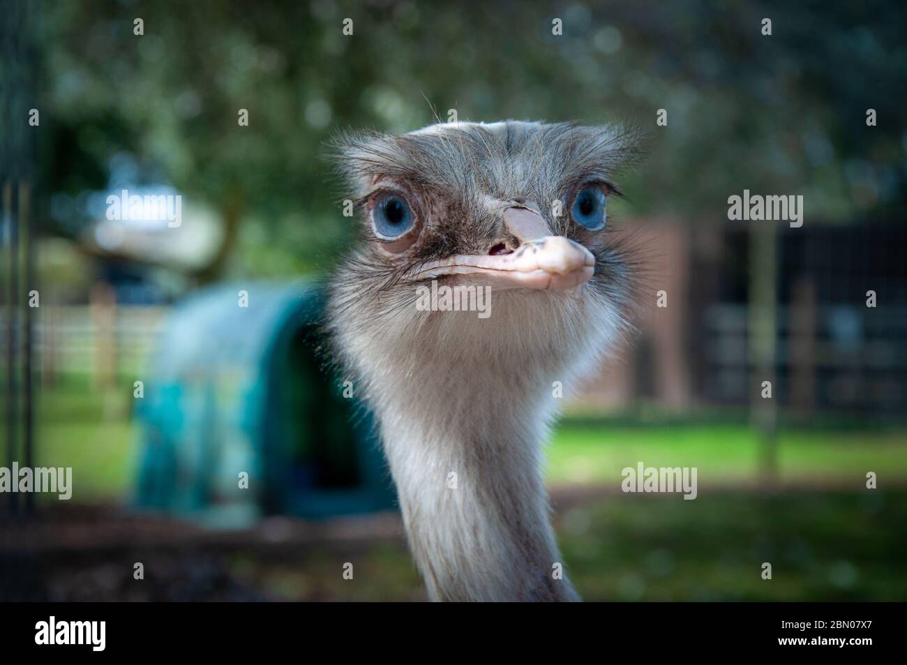 Closeup portrait of the head of a big blue eyed Rhea flightless bird, similar to Ostrich and Emu, at Tattershall Farm Park in Lincolnshire UK Stock Photo