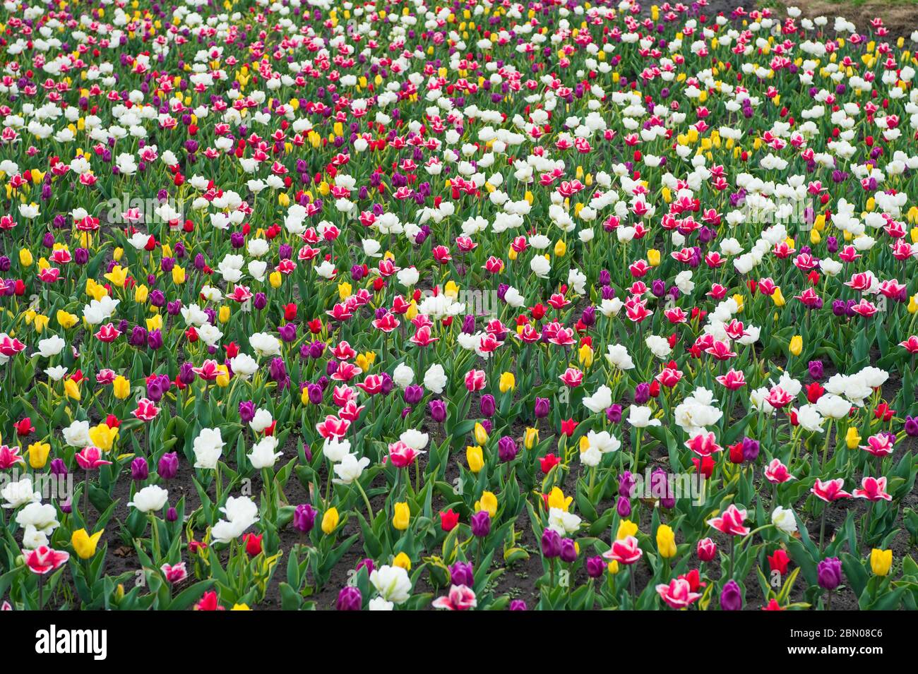 Tulip Festival Amsterdam High Resolution Stock Photography And Images Alamy