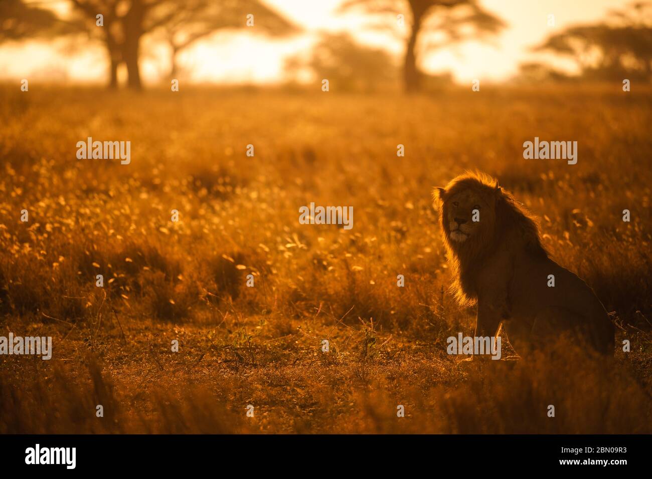 Lions of Serengeti National Park and Ngorongoro Conservation Area in Tanzania Stock Photo