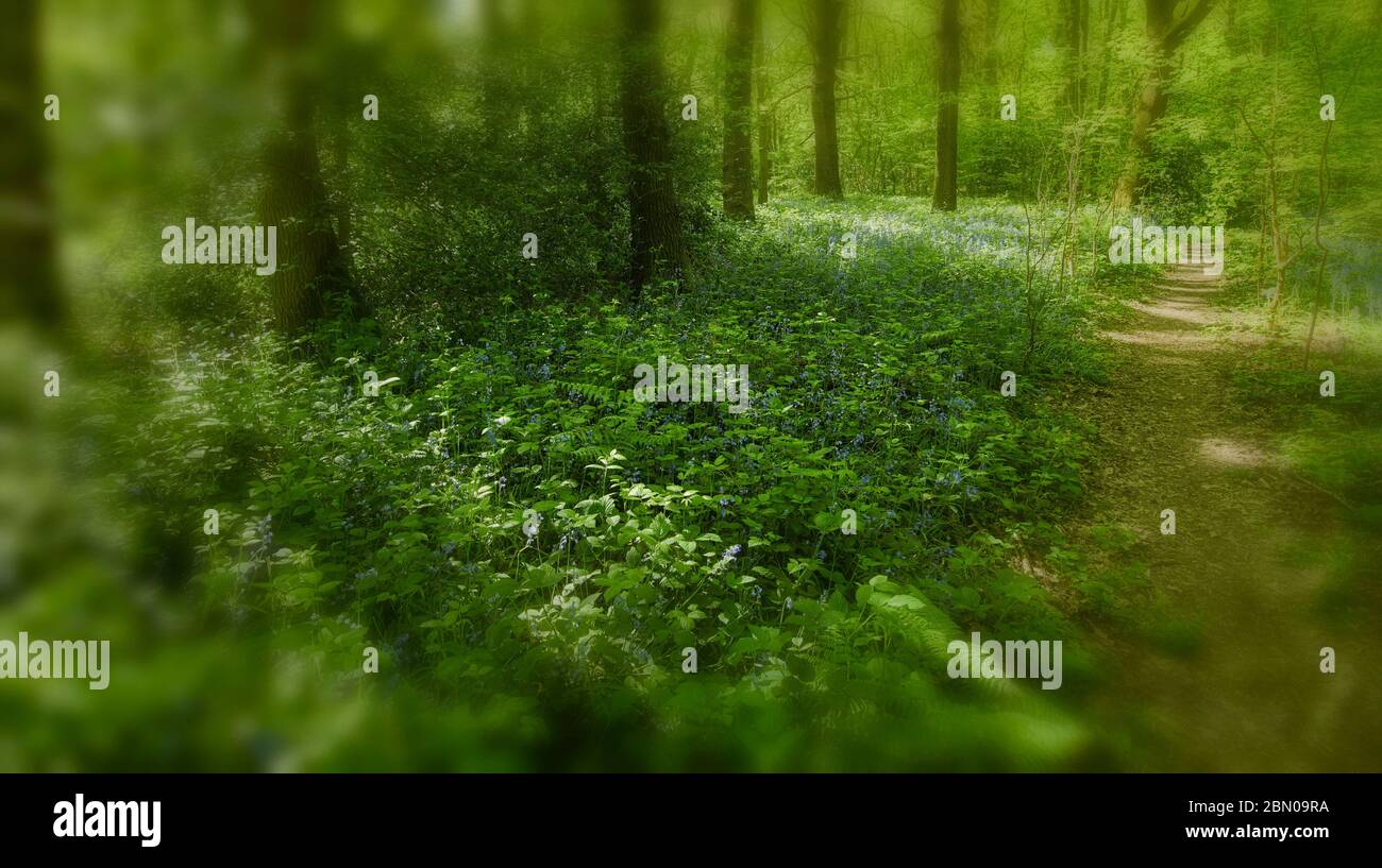 Woods Path Spring Woodland path through spring woods with leaves just returning Stock ...