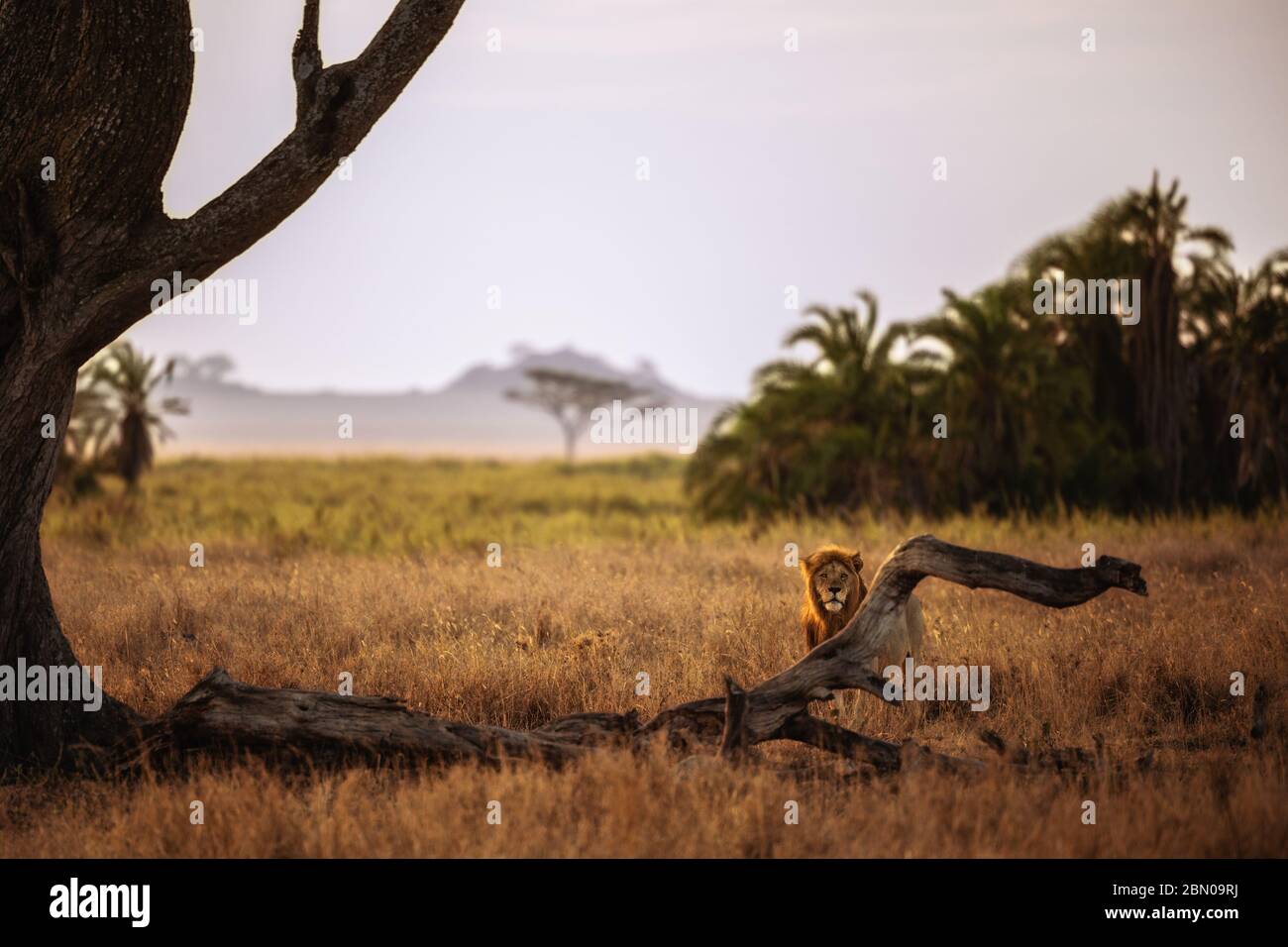 Lions of Serengeti National Park and Ngorongoro Conservation Area in Tanzania Stock Photo