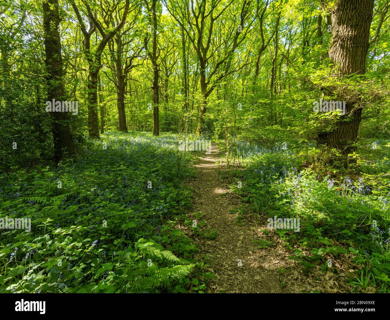 Woods Path Spring Woodland path through spring woods with leaves just returning Stock ...