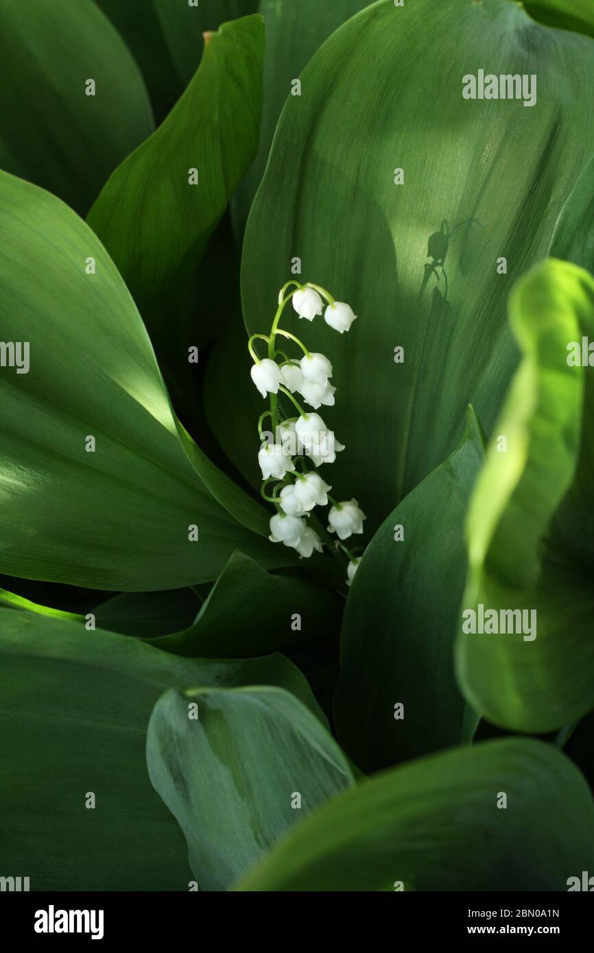 The sun illuminates a lily of the valley flower among the leaves in the forest Stock Photo