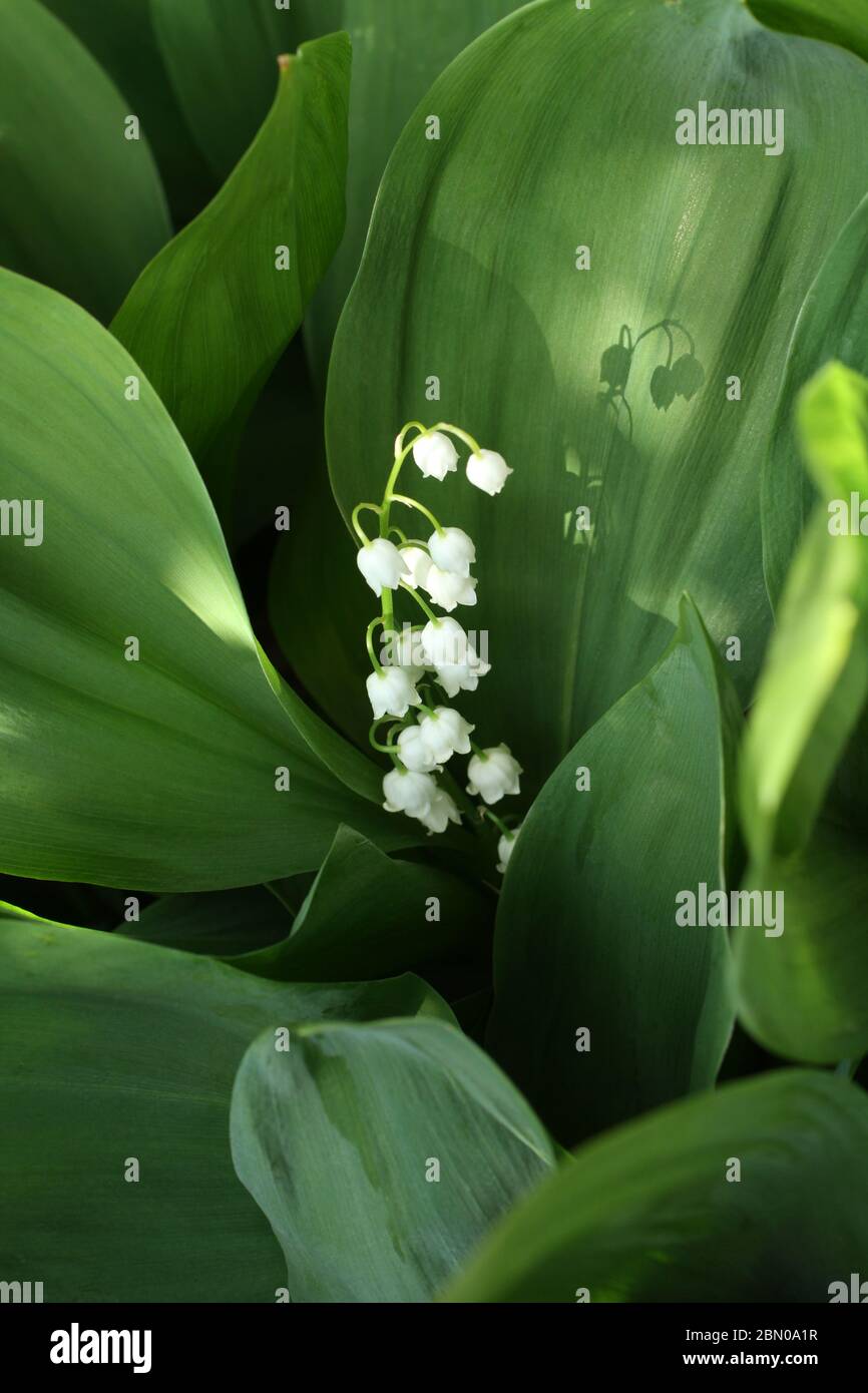The sun illuminates a lily of the valley flower among the leaves in the forest Stock Photo