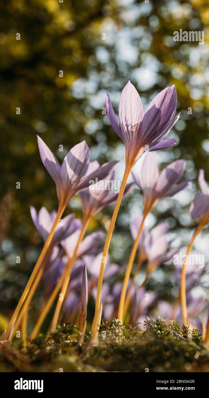 Сlose up of Colchicum autumnale/ Crocus - autumn flower on the field, tree on blurred background, bottom view Stock Photo