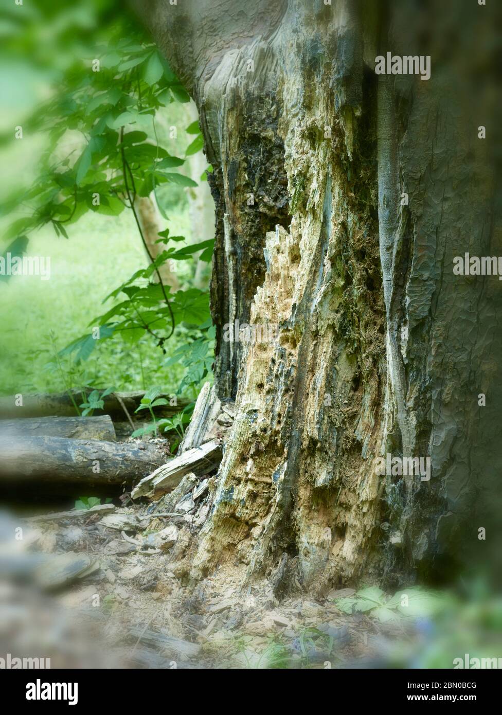 Highly textured damaged Horse Chestnut tree trunk, natural still-life, defiantly putting out spring leaves. Surrey, England, United Kingdom, Europe Stock Photo