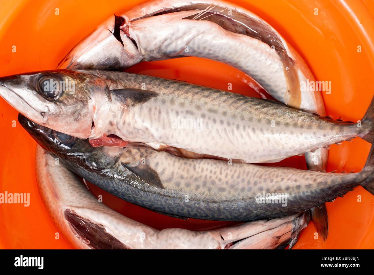 Atlantic chub mackerel arranged ready for cooking Stock Photo - Alamy