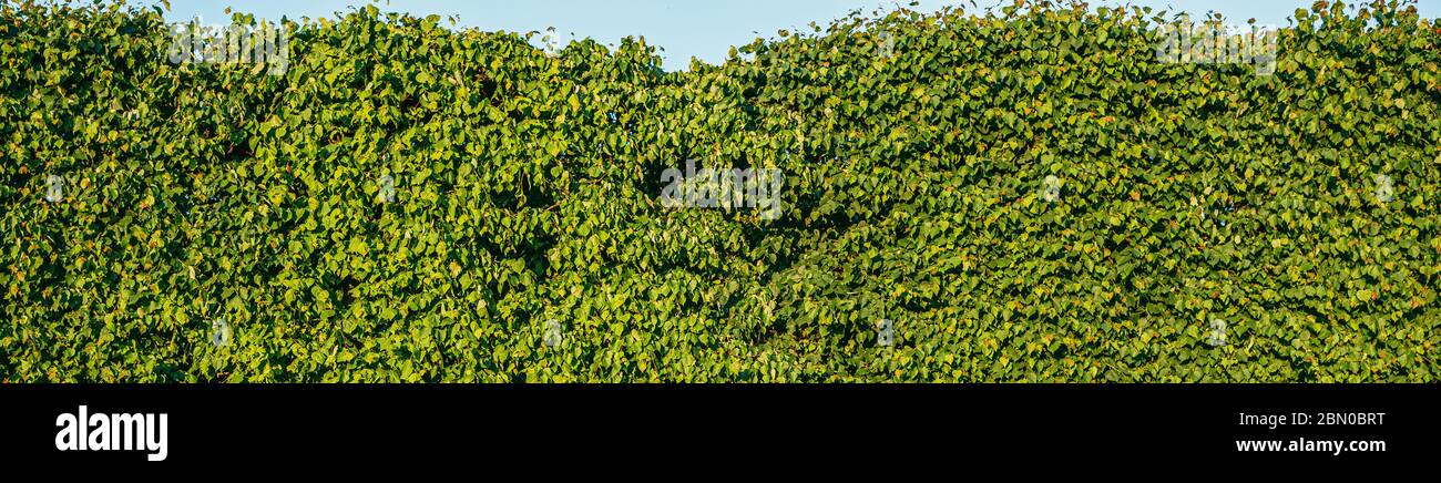 living fence of ancient green lindens background panorama texture with blue stripe of sky Stock Photo