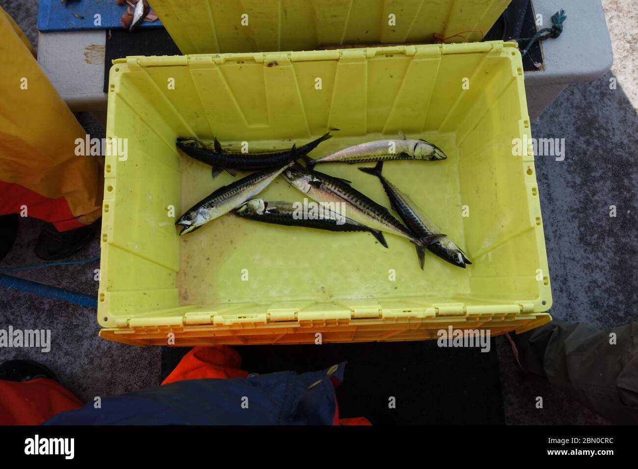 Fresh line caught mackerel to be used for sea fishing bait on a charter