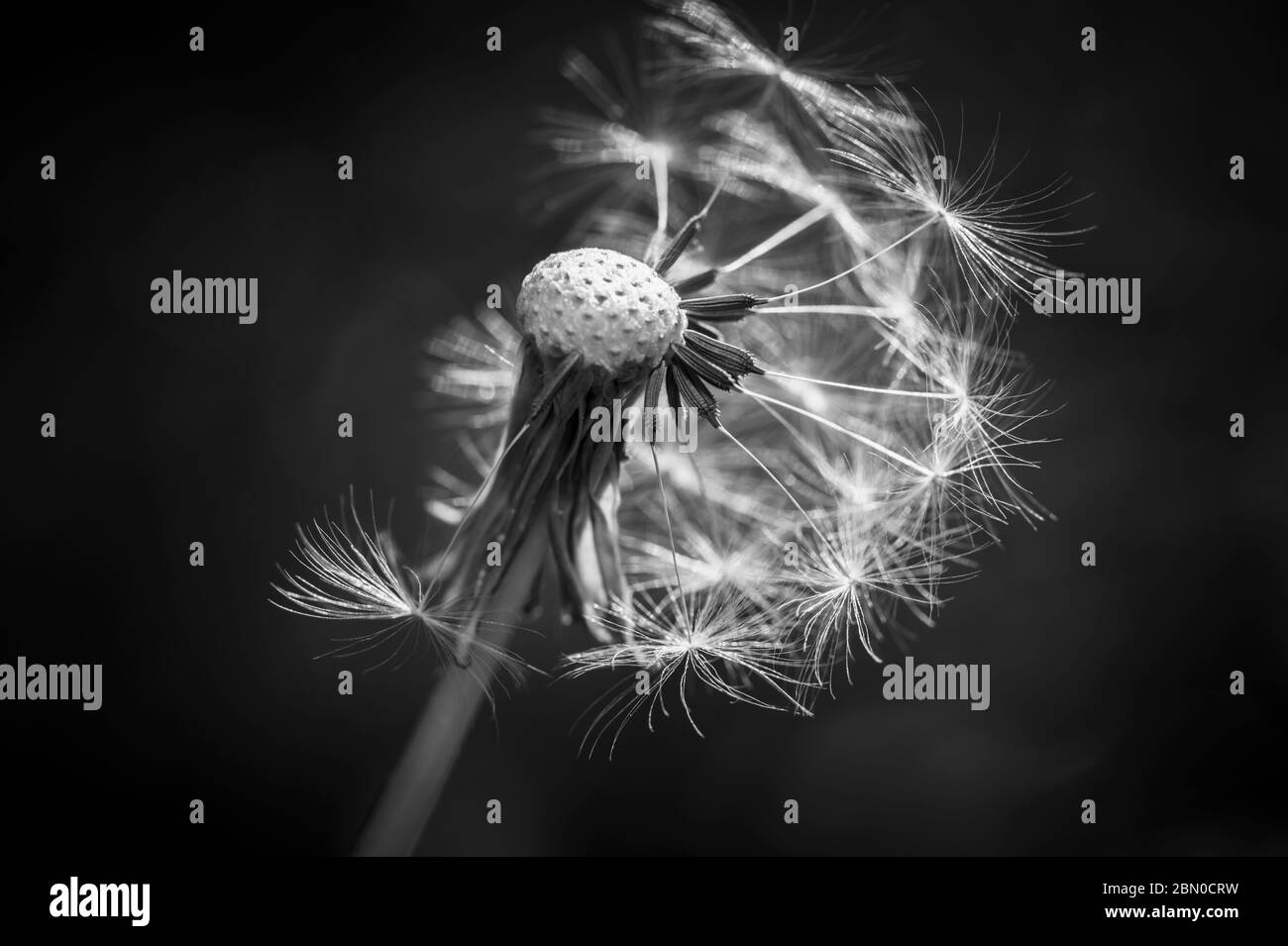 Close-up view of the seed head of dandelion (Taraxacum officinale) with seeds partly dispersed, in a garden is Surrey, south-east England Stock Photo