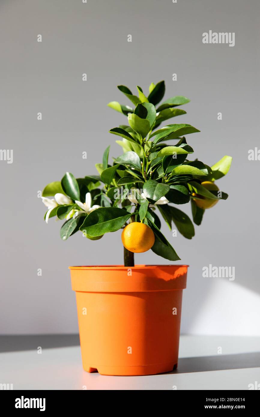 Houseplant Citrus calamondin lit by sunlight on grey background, vertical. Home gardening. Unpretentious flowering and fruiting plant all year round Stock Photo