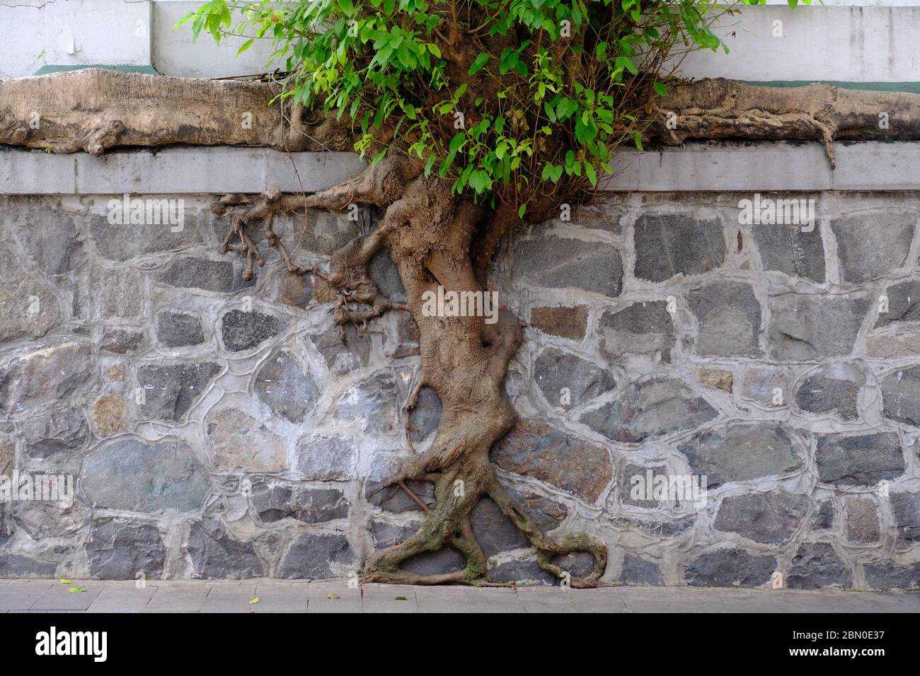 Hong Kong China Wall Trees of Hong Kong Stock Photo Alamy