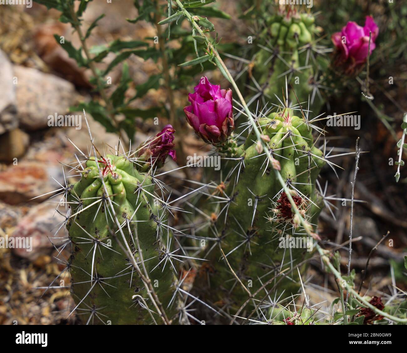 Flowering hedgehog cactus Stock Photo