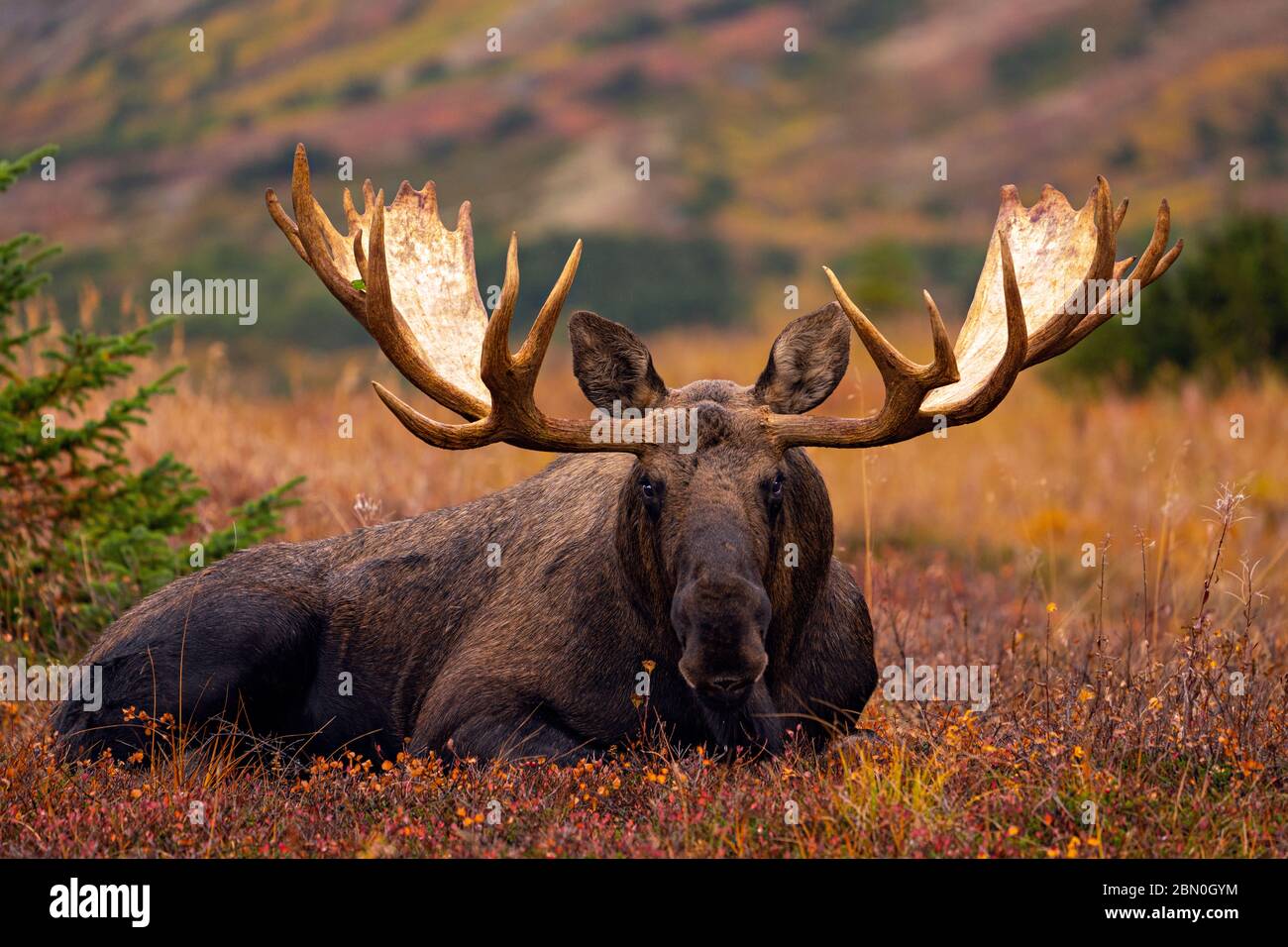 Huge bull moose laying Stock Photo