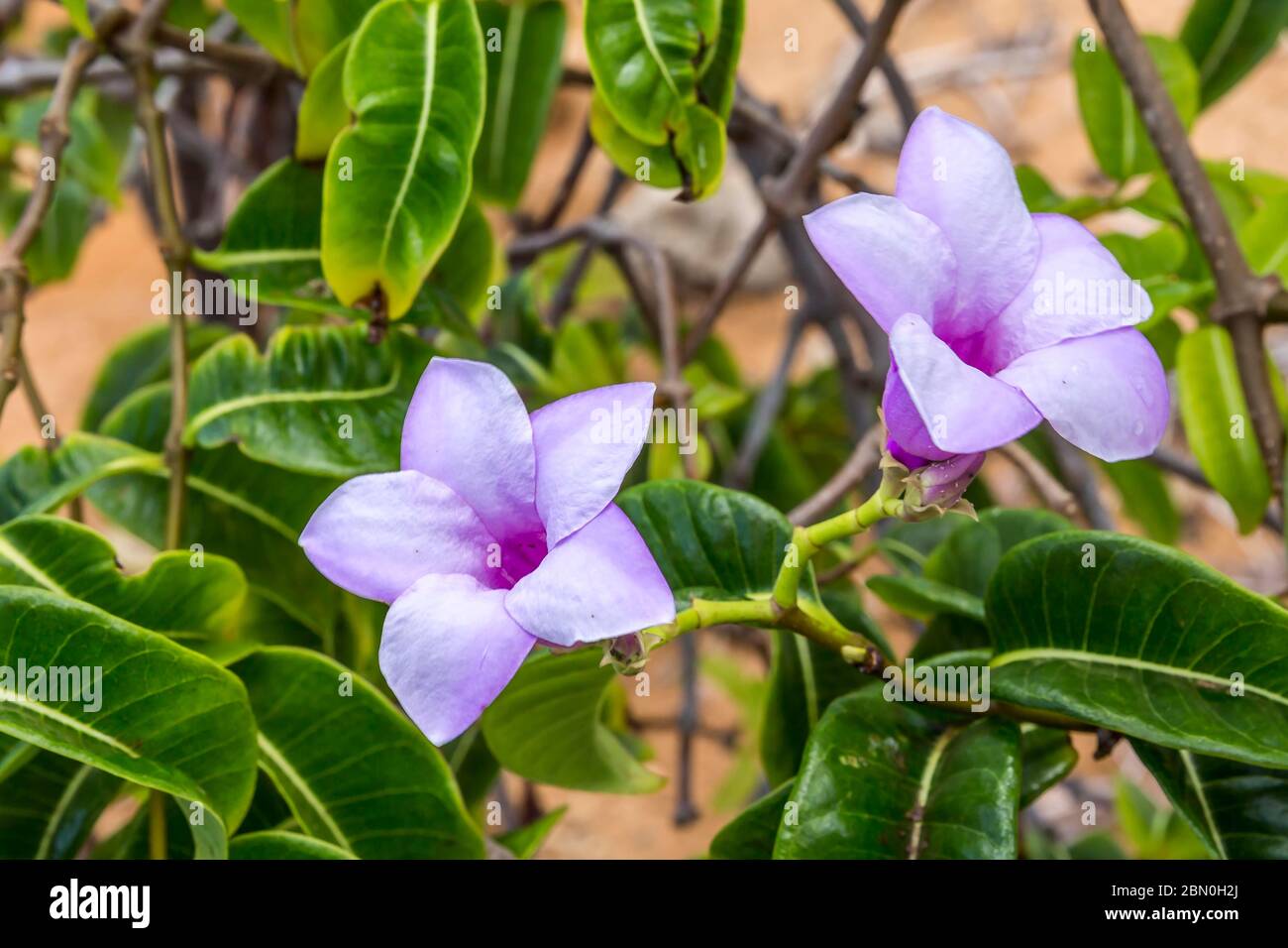 Cryptostegia grandiflora hi-res stock photography and images - Alamy