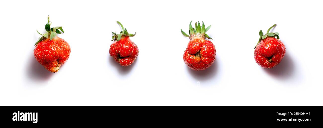 Trendy ugly food banner fresh red strawberry on white isolated background with shadows.  Misshapen produce, food waste problem concept Stock Photo