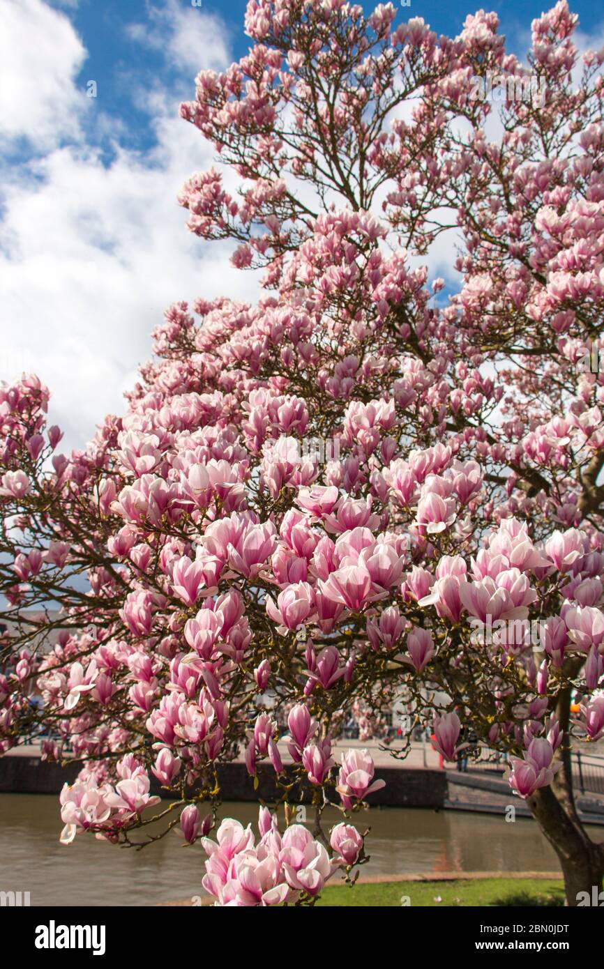 Magnolia tree in pink Flowers, Magnolioideae of the family Magnoliaceae, Stratford upon Avon England UK Stock Photo
