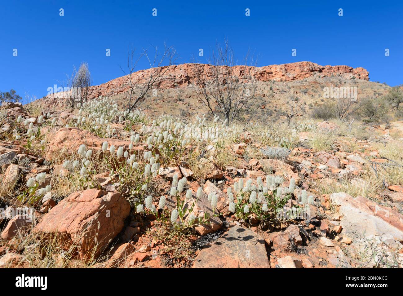 Wildflowers display in front of Mt Gillen, Alice Springs, Northern