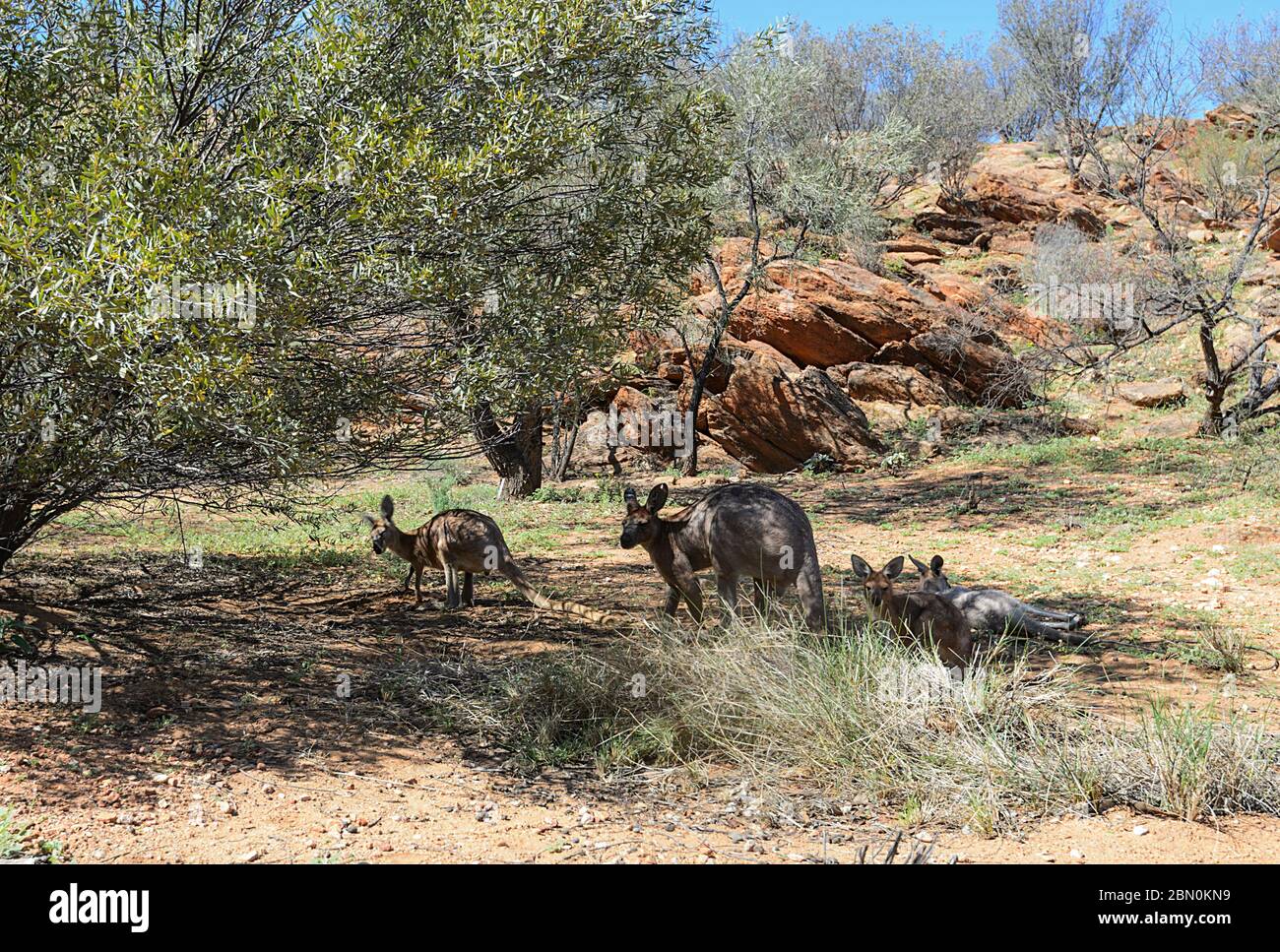 Kangaroos resting in the shade at Olive Pink Botanic Garden, Alice