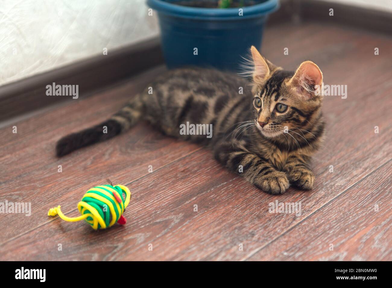Cute charcoal bengal kitty cat laying with toy on the floor at home ...