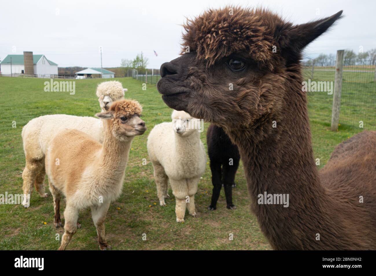 Friendly alpacas on an alpaca farm in southwest Pennsylvania, USA Stock Photo