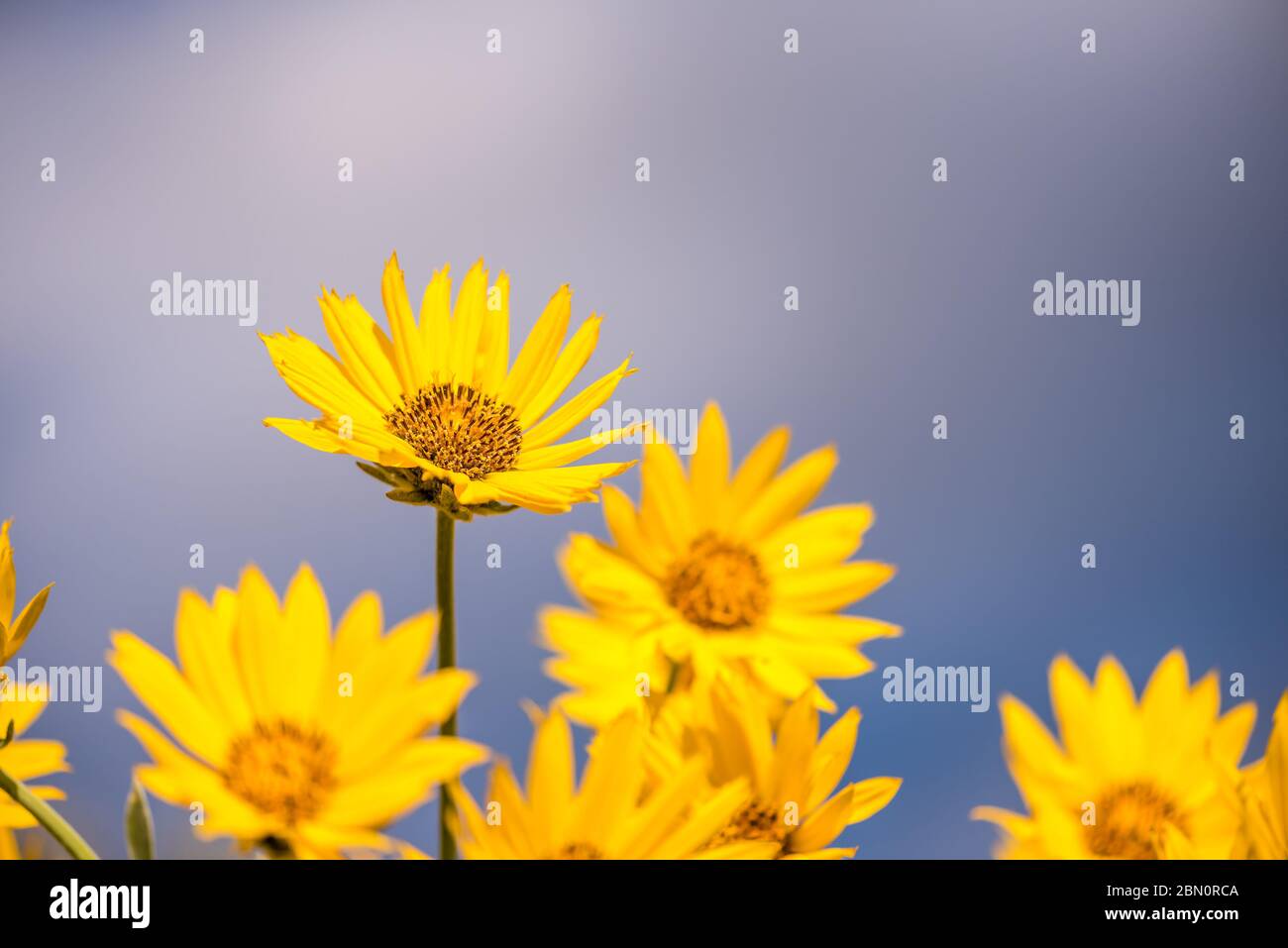 Close up view of yellow arrowleaf balsamroot wild flowers against the blue sky. Stock Photo