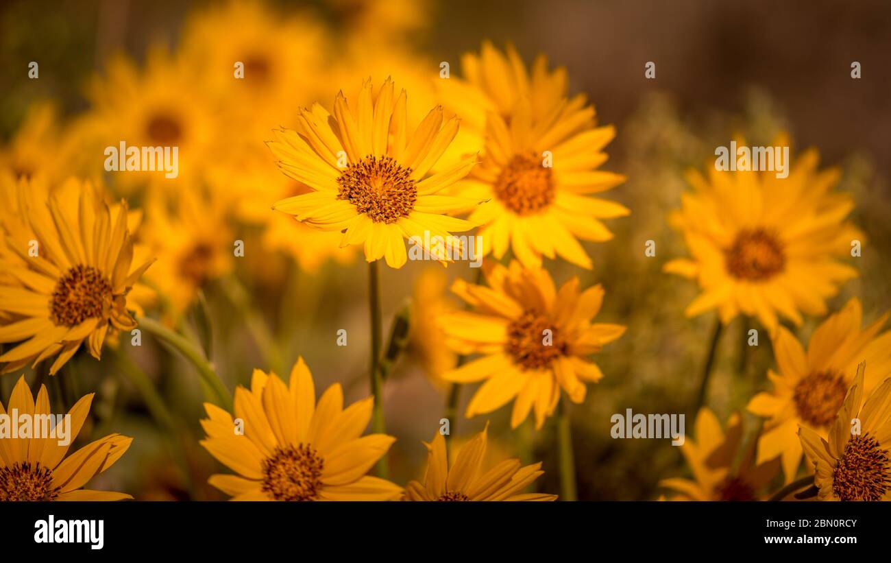 Close up view of yellow arrowleaf balsamroot wild flowers. Stock Photo