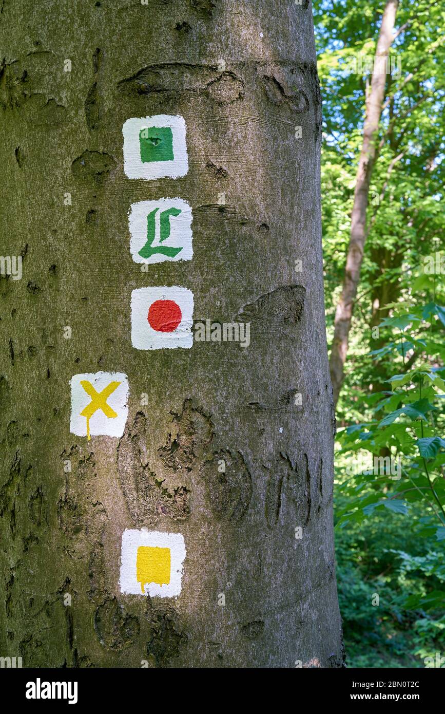 marked hiking trails on a tree in the Thuringian Forest near Friedrichroda in Germany Stock Photo