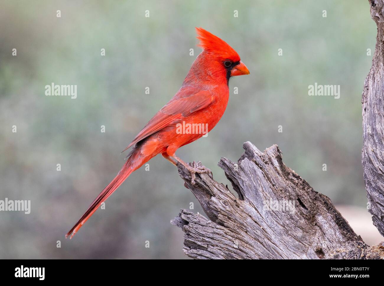 Northern Cardinal, Tortolita Mountains, Marana, near Tucson, Arizona. Stock Photo