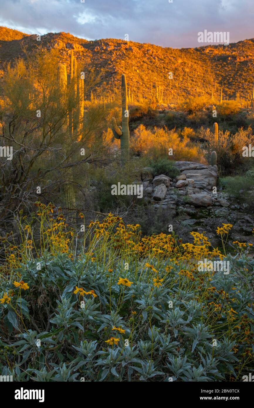 Flowering Sonoran desert, Tortolita Mountains, Marana, near Tucson, Arizona. Stock Photo