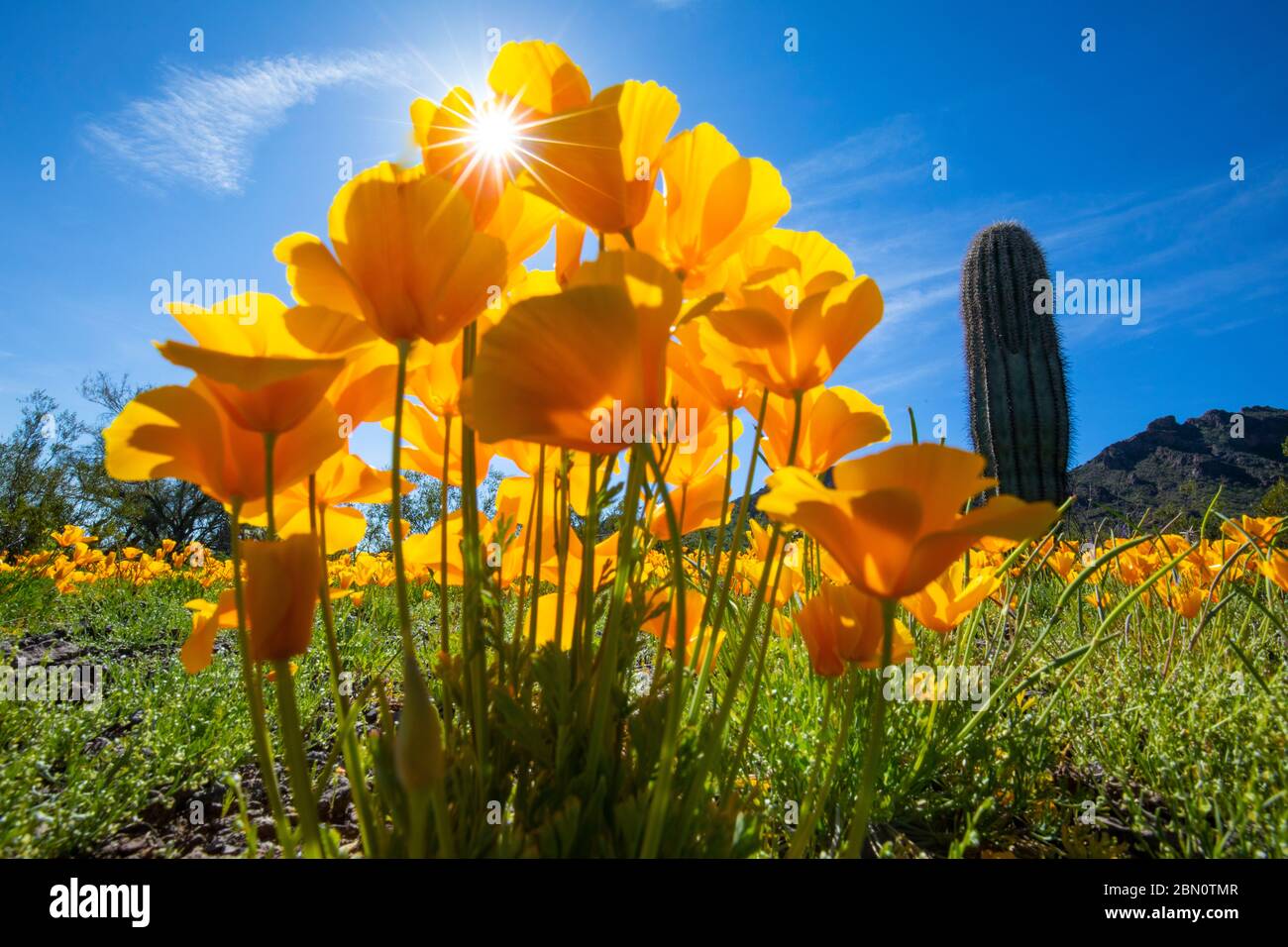 Poppies at Picacho Peak State Park, near Tucson, Arizona Stock Photo Alamy