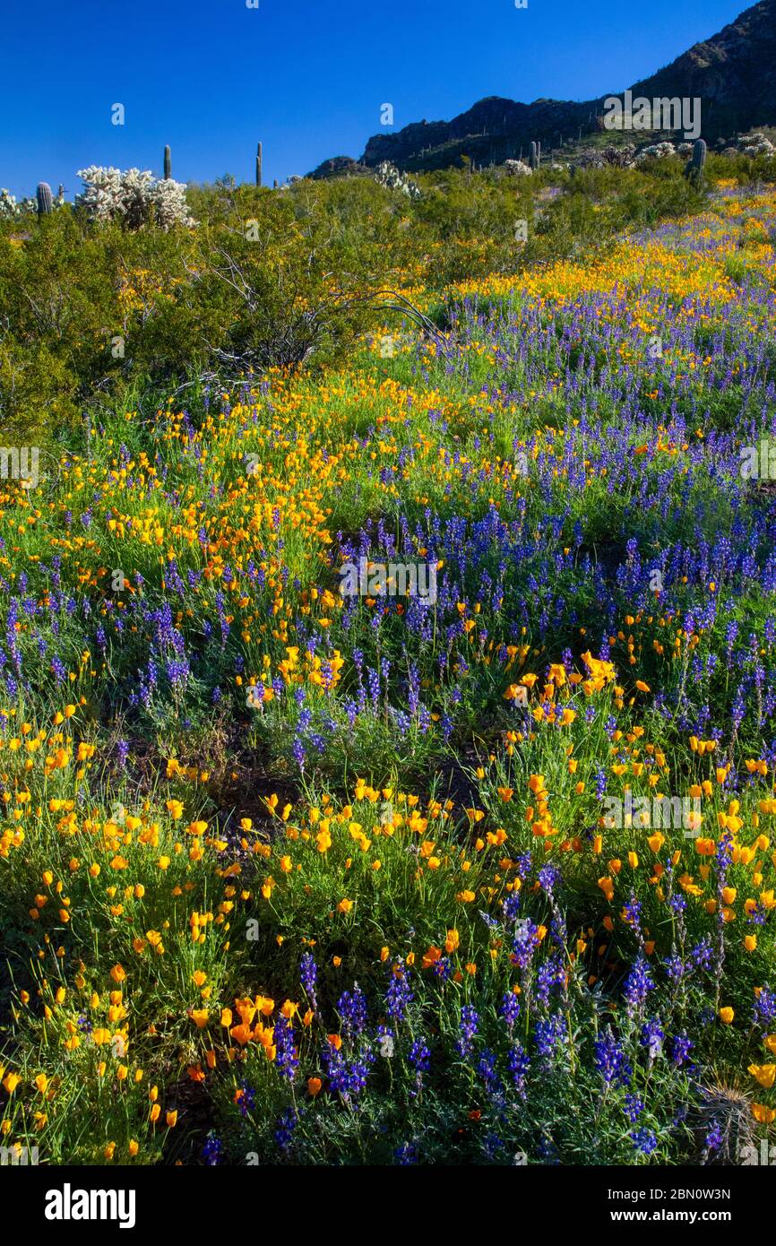 Wildflowers at Picacho Peak State Park, near Tucson, Arizona Stock