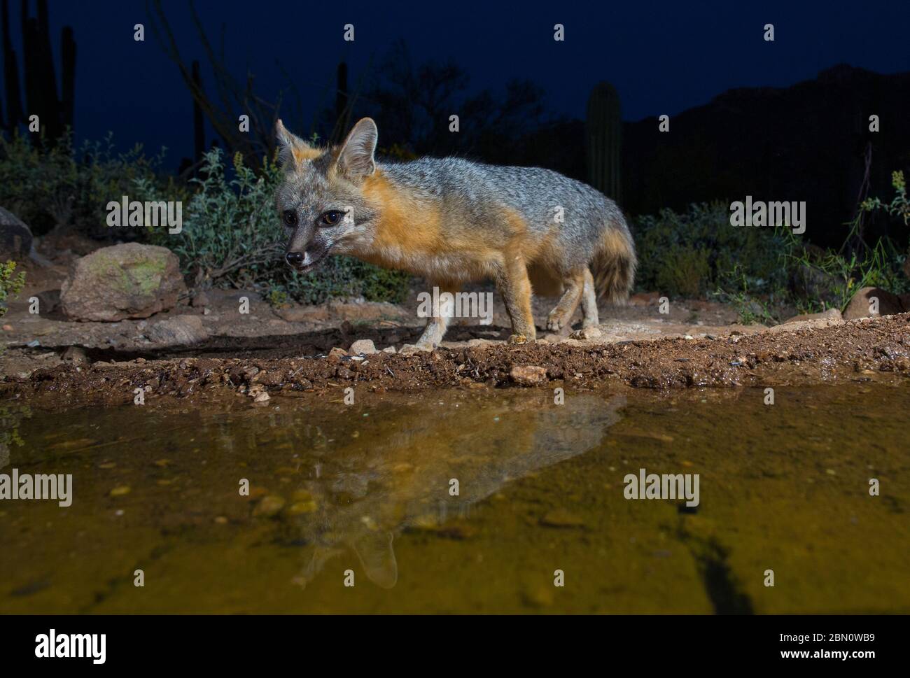 Grey fox arizona hires stock photography and images Alamy