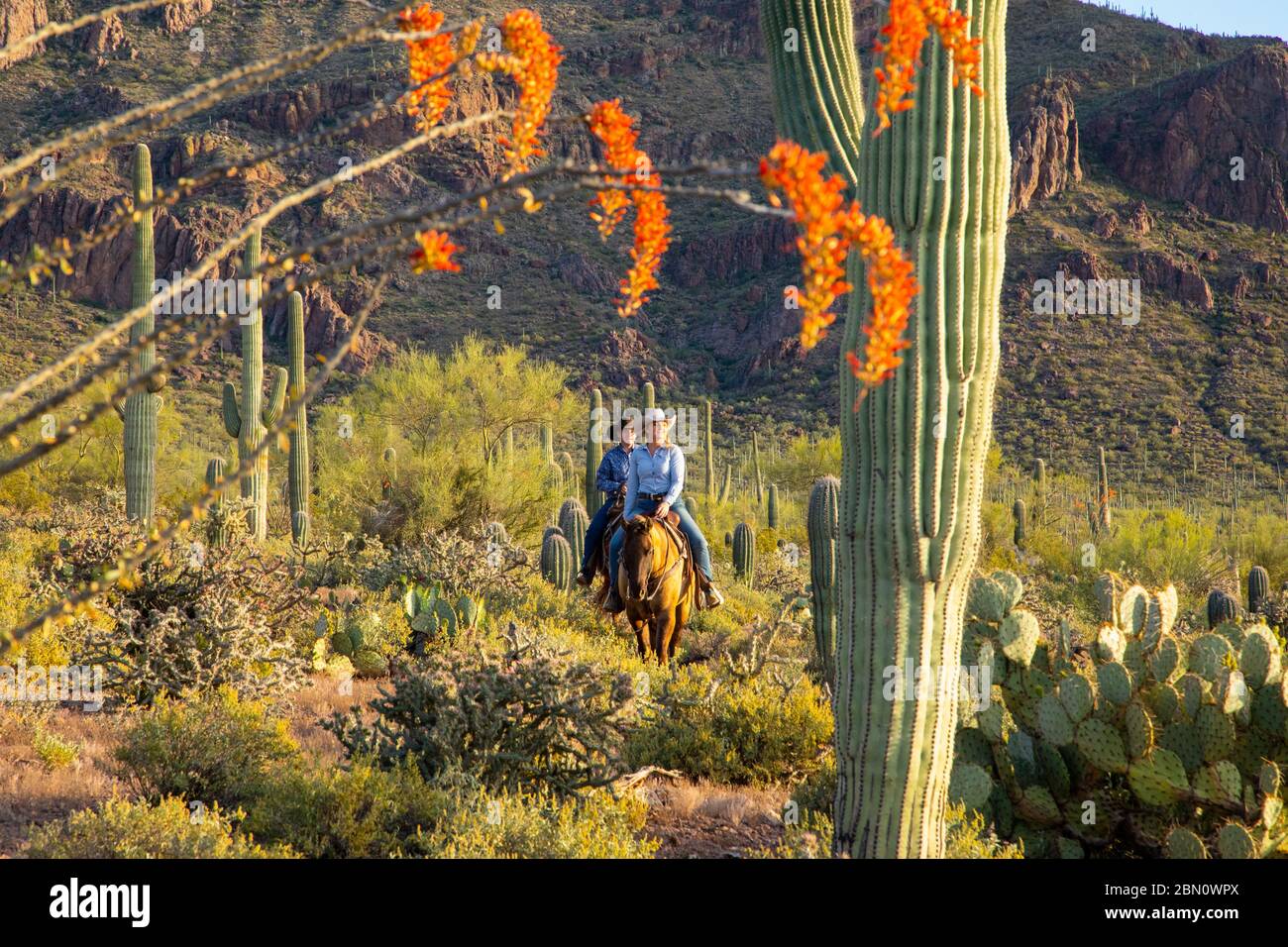 Horseback riding, White Stallion Ranch, Tucson, Arizona. Stock Photo