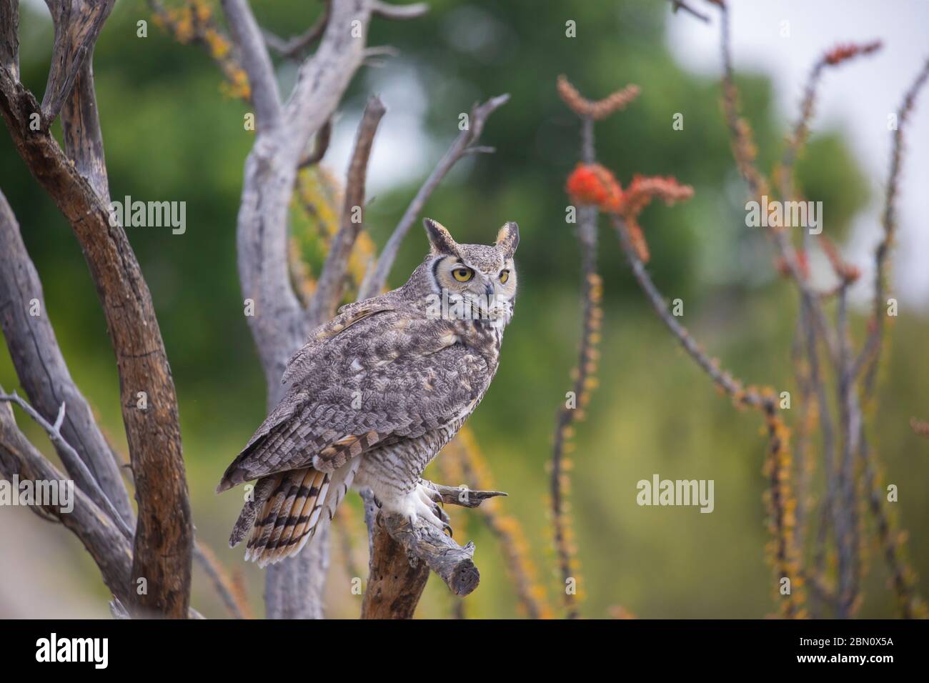 Great horned owl, Arizona-Sonora Desert Museum, Tucson, Arizona. Stock Photo