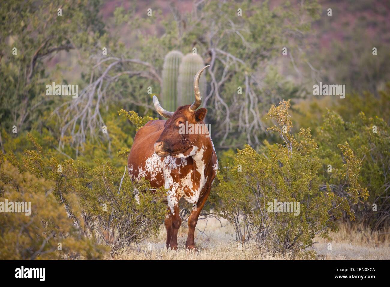 Steer, White Stallion Ranch, Tucson, Arizona. Stock Photo