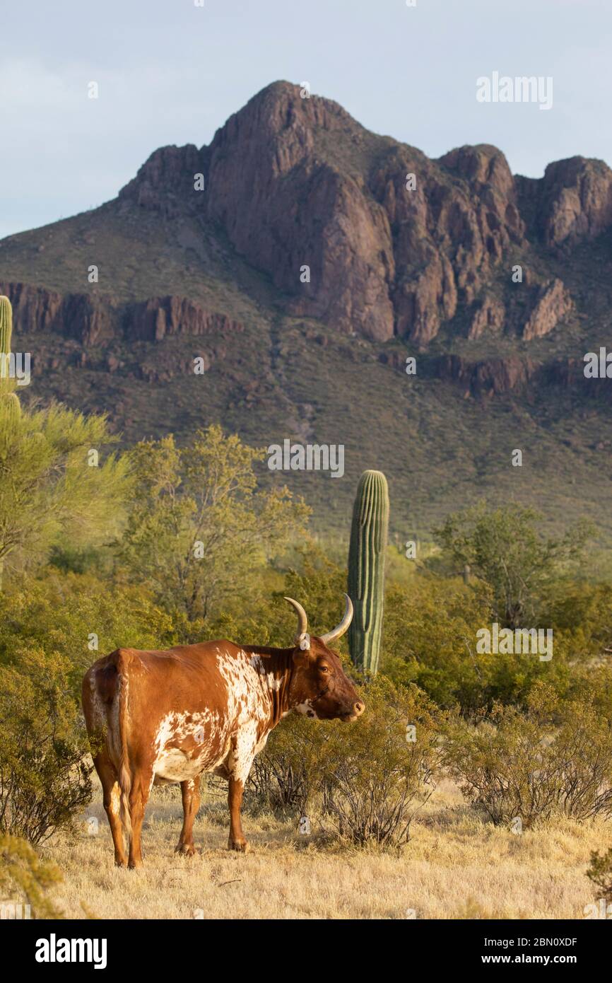Steer, White Stallion Ranch, Tucson, Arizona. Stock Photo